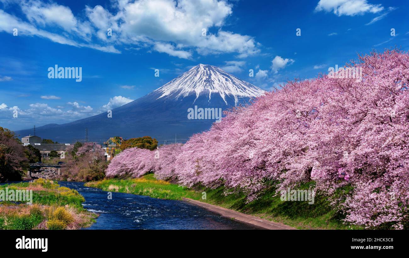 Fuji mountains and cherry blossoms in spring,Shizuoka in Japan. Stock Photo