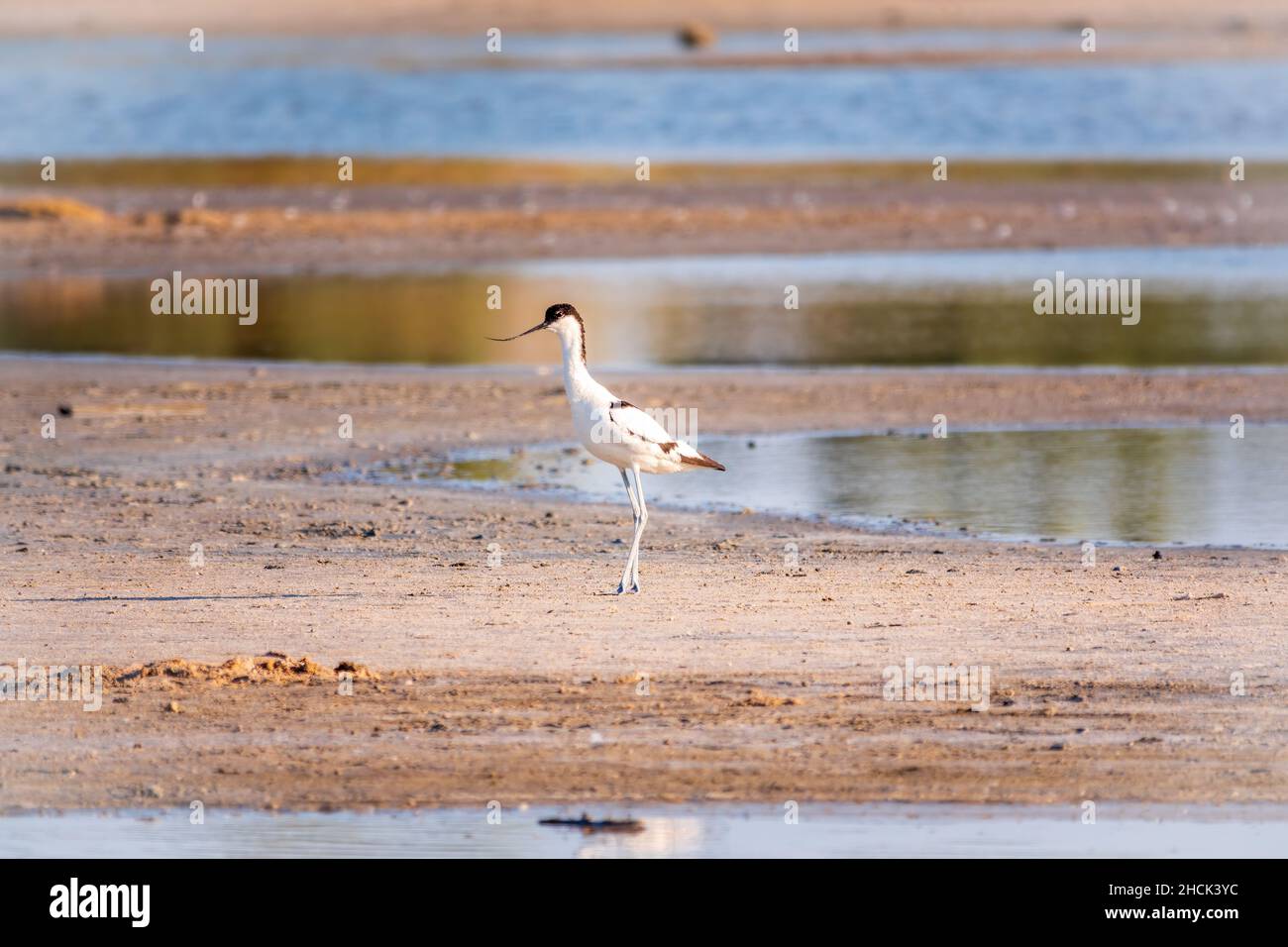 The pied avocet, Recurvirostra avosetta, is a large black and white ...