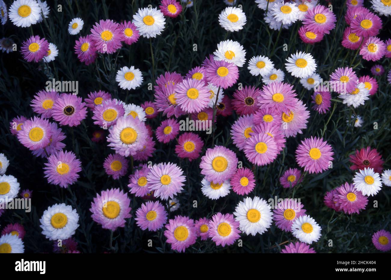 PINK AND WHITE PAPER DAISIES (RHODODANTHE SYN HELIPTERUM) Stock Photo