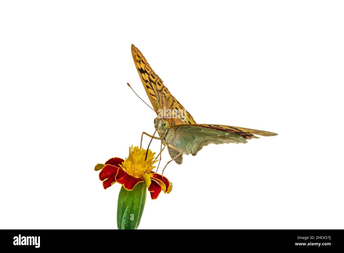 The dark green fritillary butterfly collects nectar on flower, isolated on white background. Speyeria aglaja, previously known as Argynnis aglaja is a Stock Photo