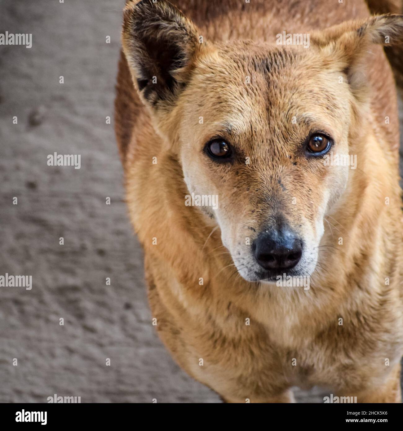 Street dog searching for some amazing food, Dog in old delhi area Chandni Chowk in New Delhi, India, Delhi Street Photography Stock Photo