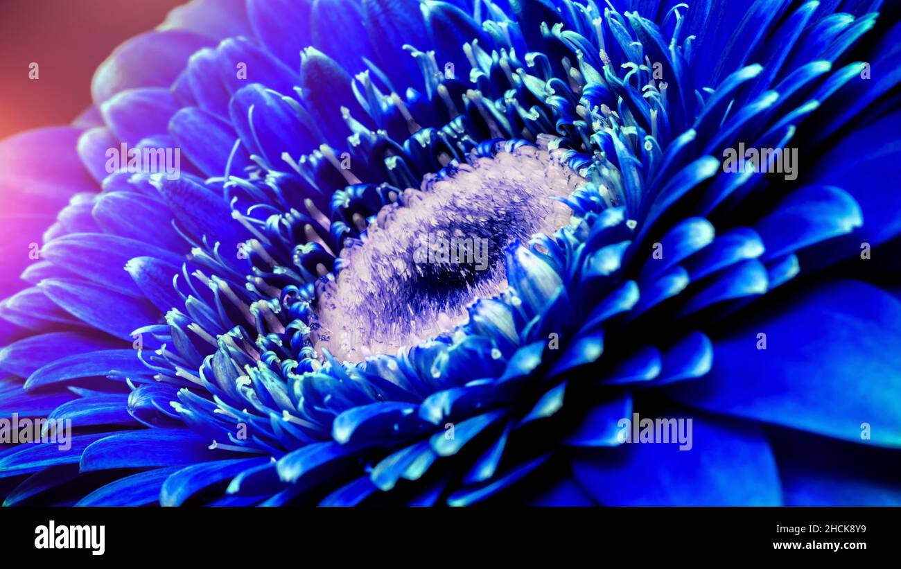 Gerbera flower close up, Macro flower. Stock Photo