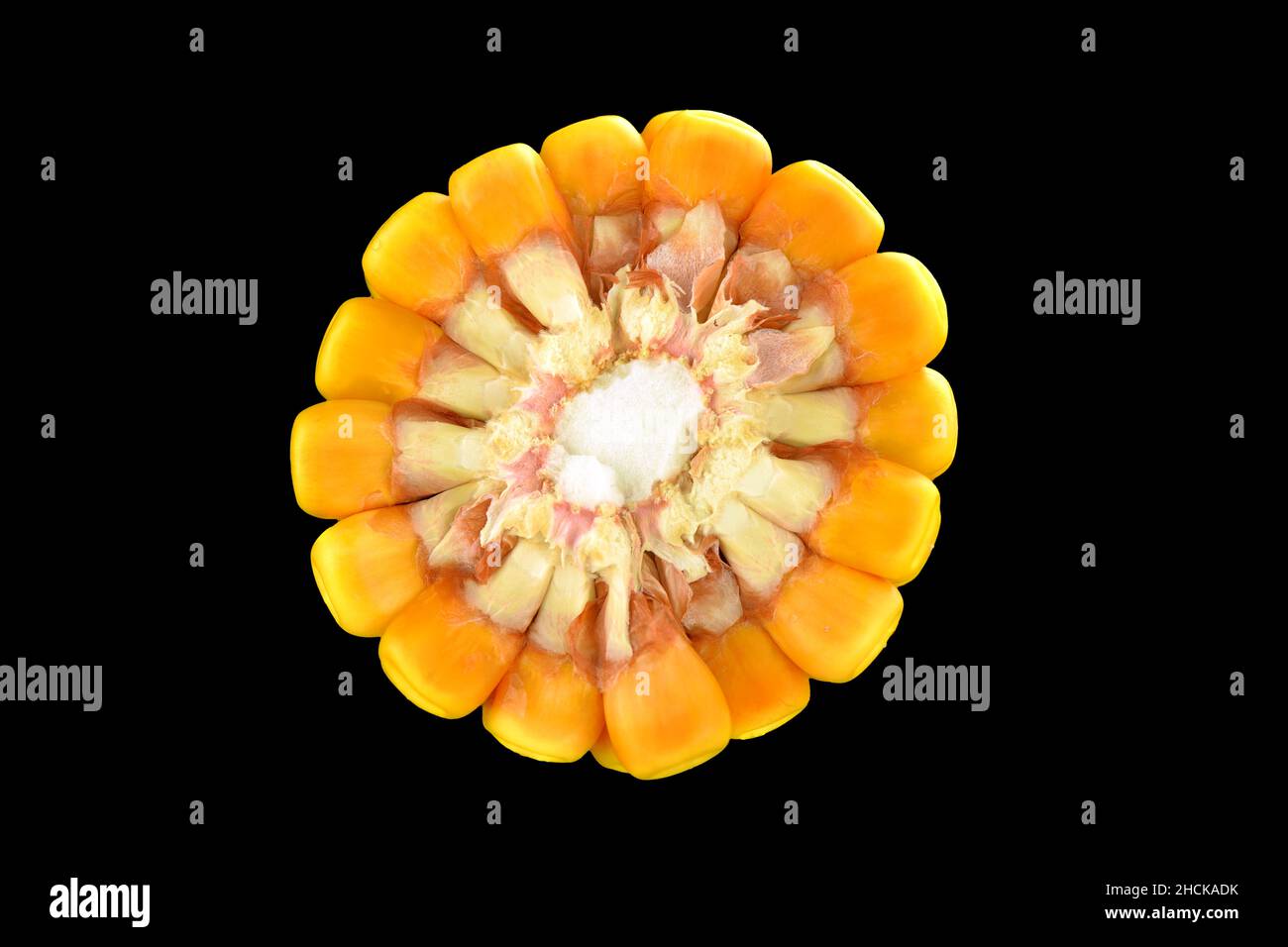 Corn cross section isolated on black background Stock Photo
