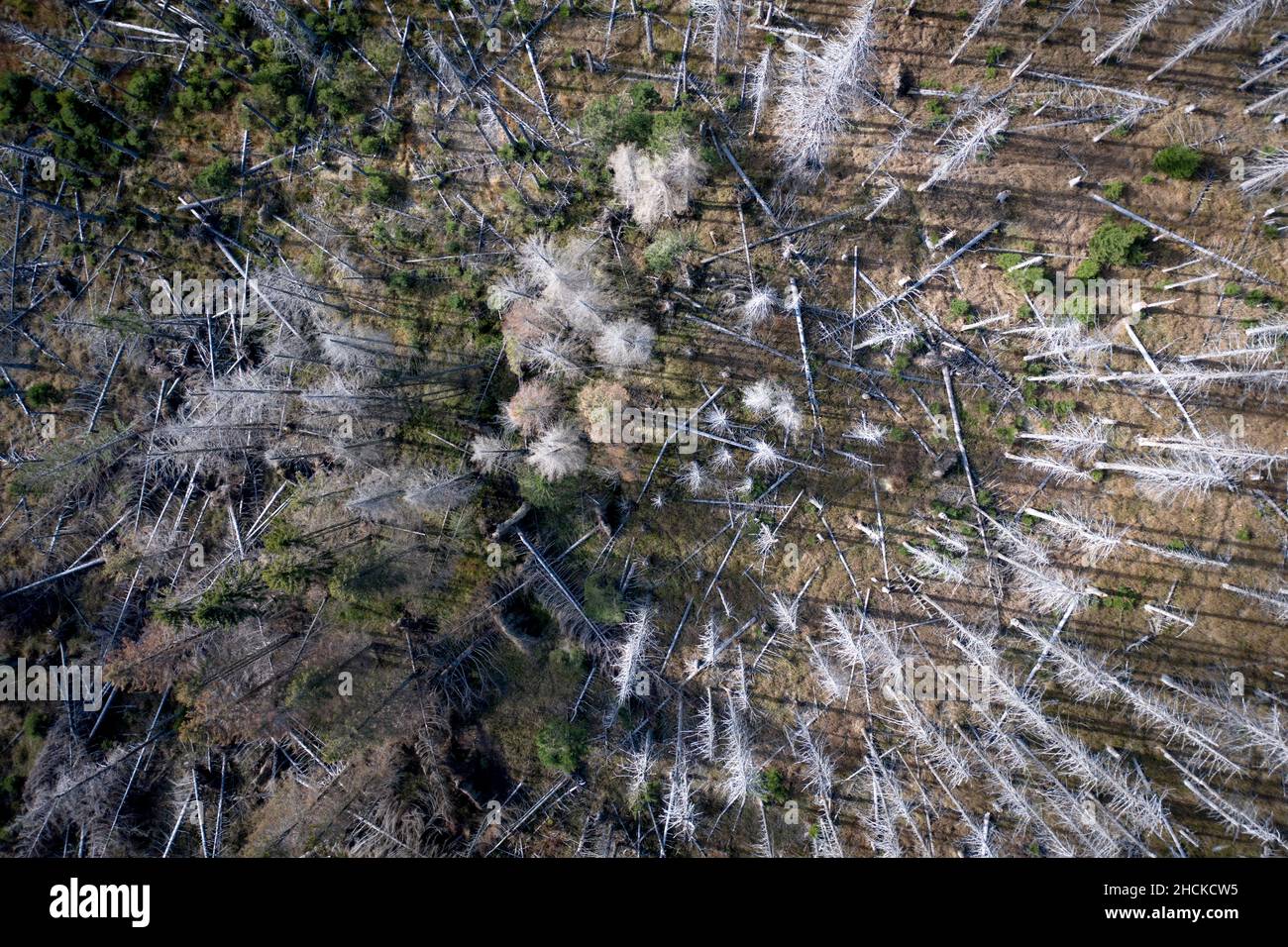 Dead and Dying Forest Caused by a Bark Beetle Infestation Stock Photo ...