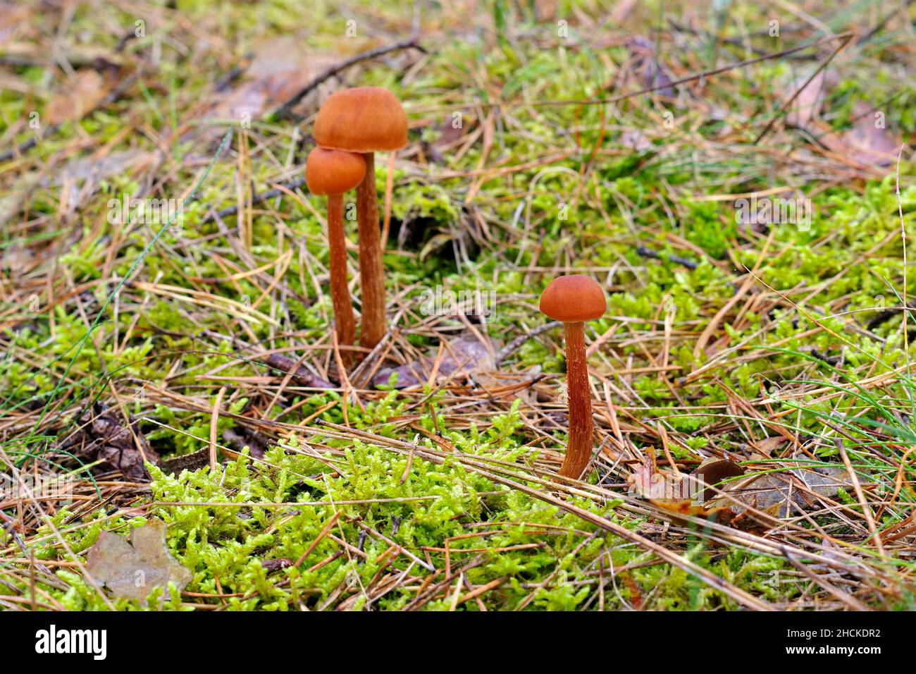 a group of Laccaria mushrooms in autumn forest Stock Photo