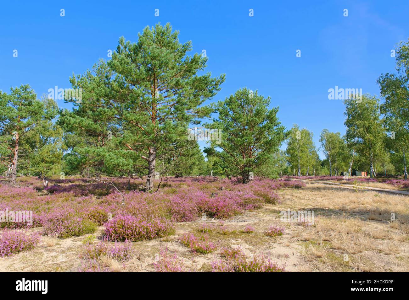Heath landscape with flowering Heather, Calluna vulgaris and hiking path Stock Photo