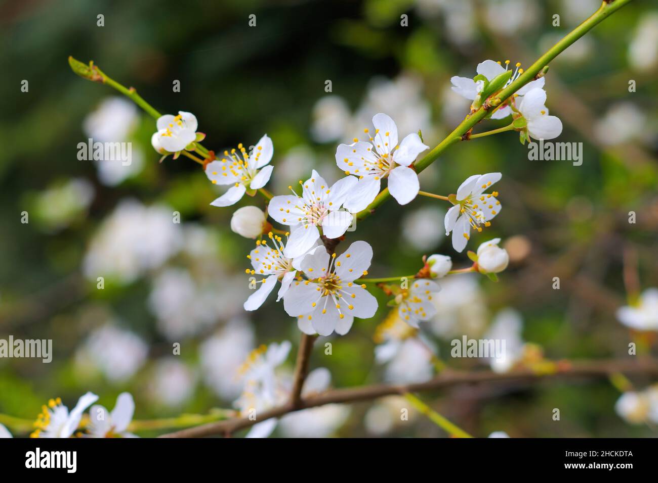 white cherry plum blossom in spring Stock Photo
