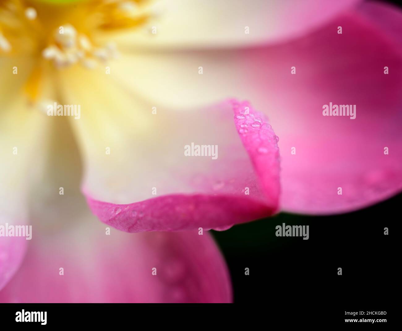 Pink Lotus petals and the dewdrops macro close-up photograph. Capturing the beauty and the magical colors in nature. Stock Photo