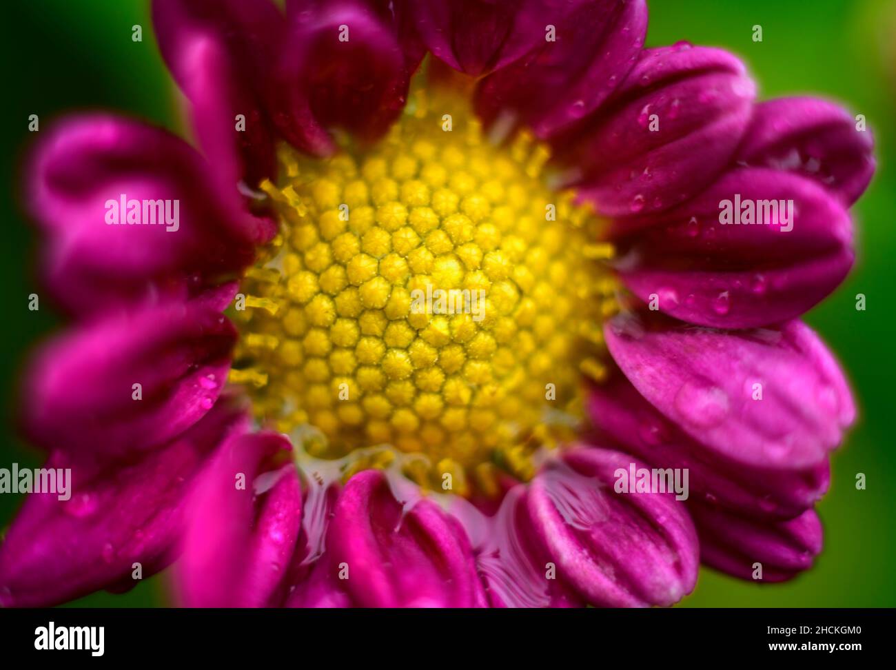 Bodeka Chrysanthemum 'bodeka' single-type flower close-up macro photograph ...