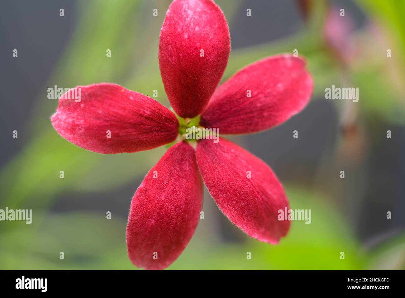 Rangoon creeper flower close up macro photograph, beautiful pink flowers in the home garden. Stock Photo