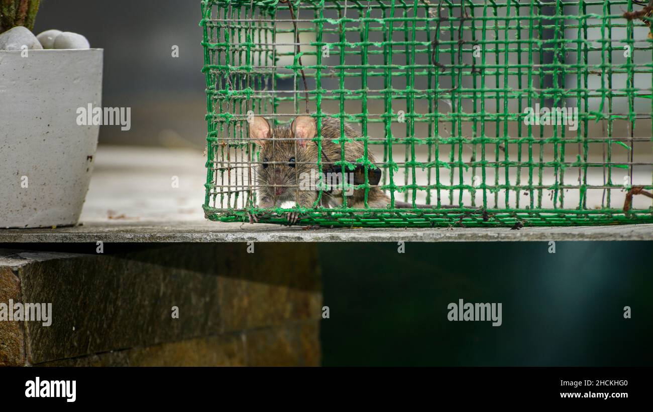 Mice Trapped In A Trap Cage Inside Of Rat Traps Stock Photo - Download  Image Now - Animal, Animal Wildlife, Backgrounds - iStock