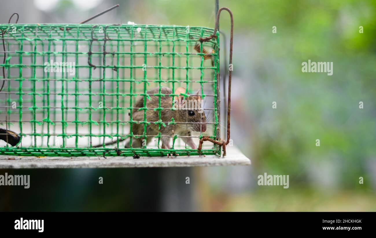 Metal mouse live trap hi-res stock photography and images - Alamy