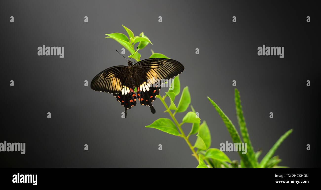 Beautiful Swallowtail butterfly closes up photograph against the dark background. Female common Mormon butterfly perched on a branch and spread its ma Stock Photo