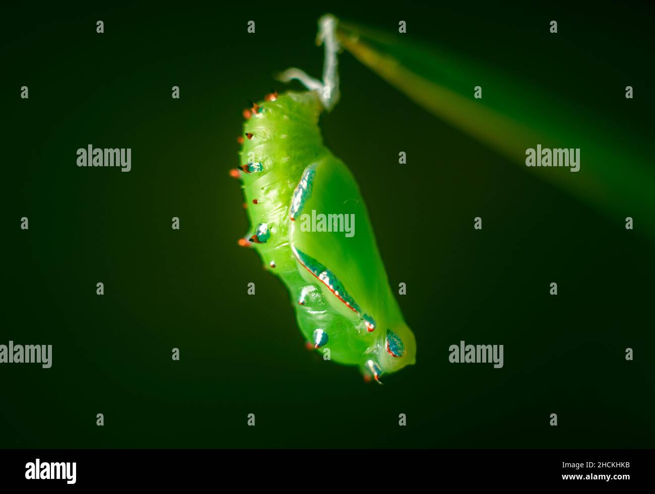 Green Pupa Stage in the life cycle of a butterfly, Spotted rustic is