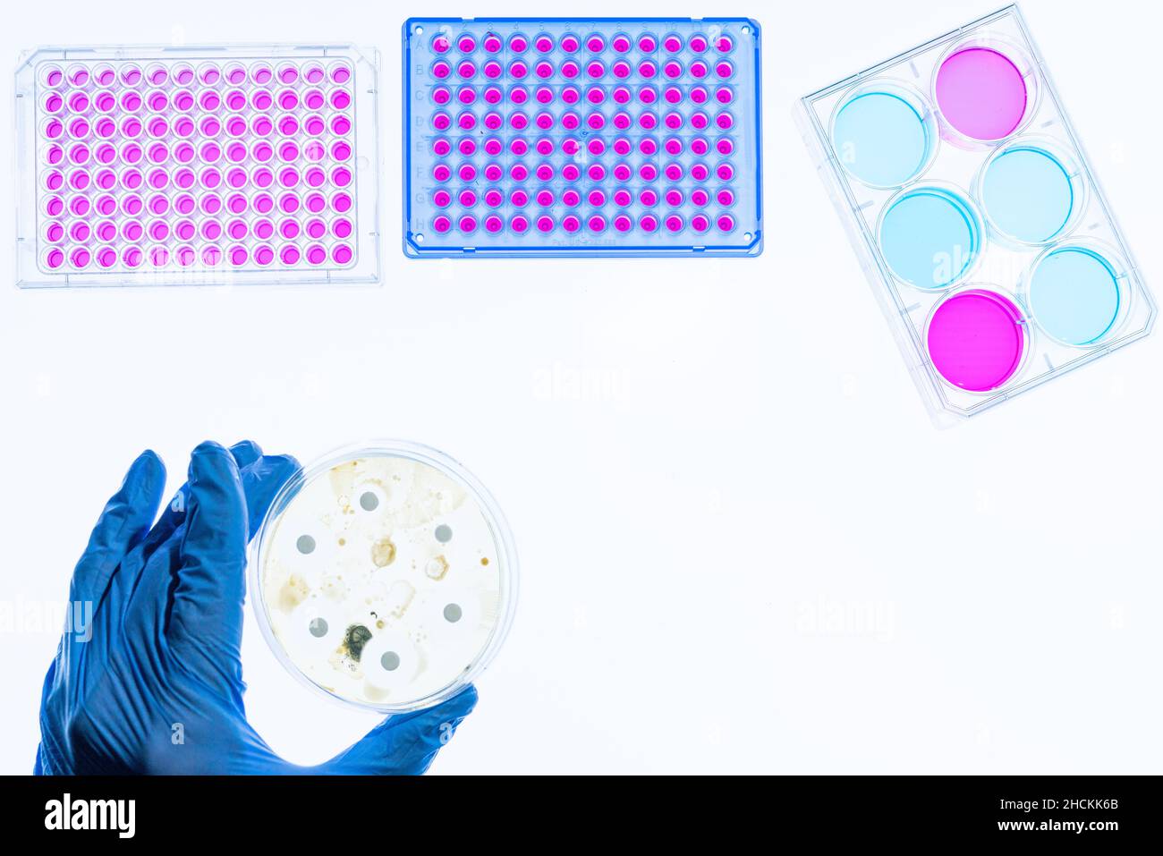 Petri dish with bacterial culture being examined antibiotic resistance