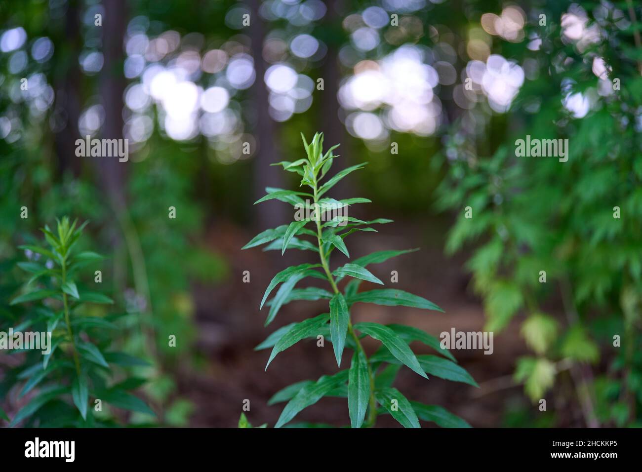 Tarragon shrub hires stock photography and images Alamy
