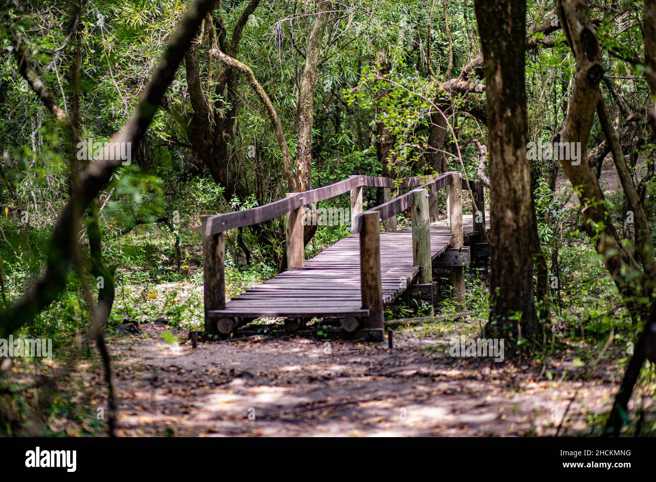 Wooden bridge in the forest Stock Photo - Alamy