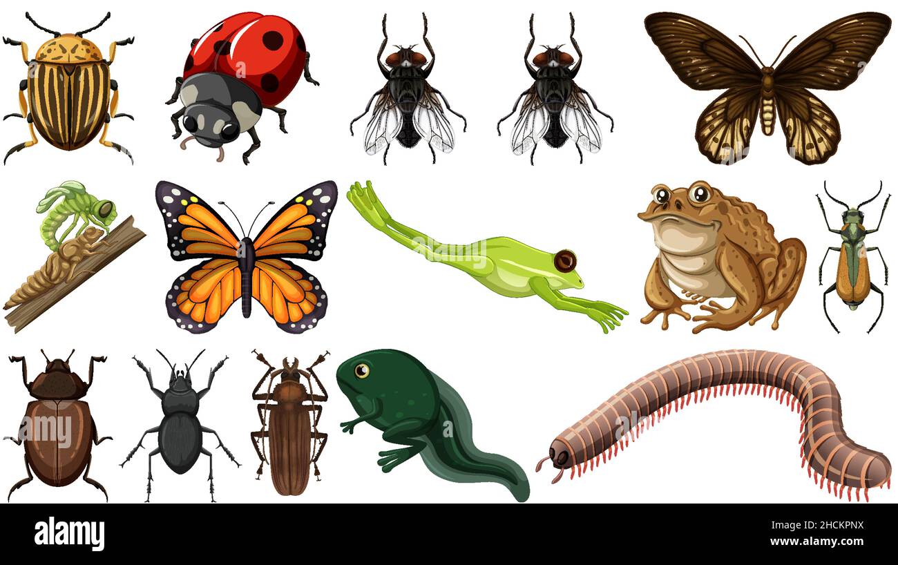 Two Different Insects Different insects collection isolated on white background illustration ...
