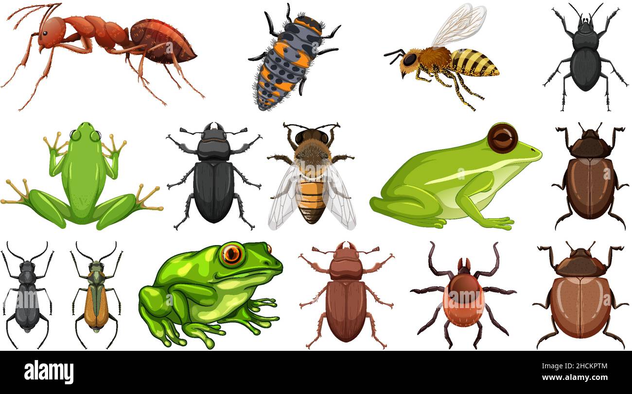 Different insects collection isolated on white background illustration ...