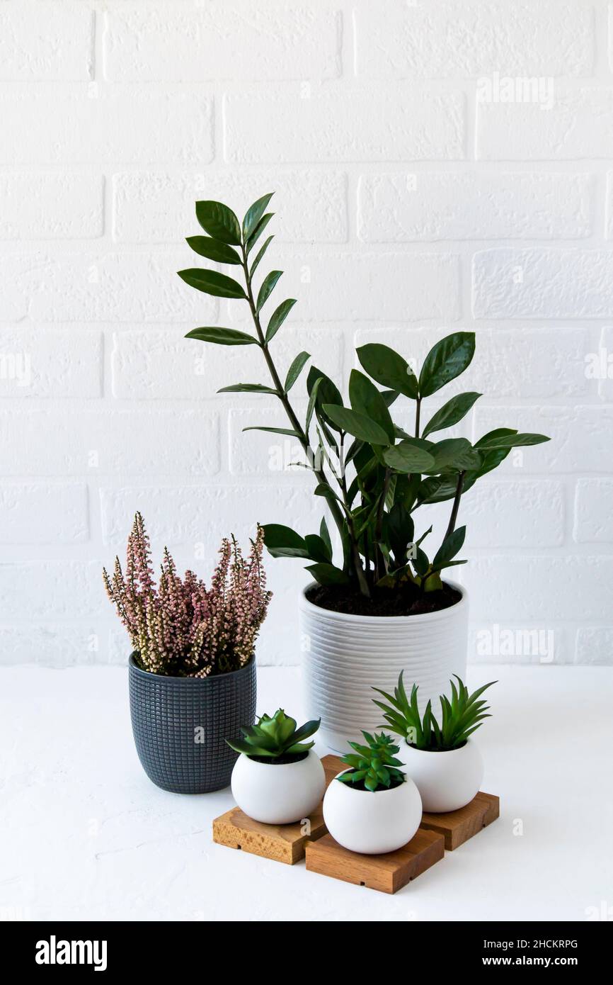 houseplants in pots-heather, zamiokulkas, succulents on a table near a white brick wall. home interior Stock Photo