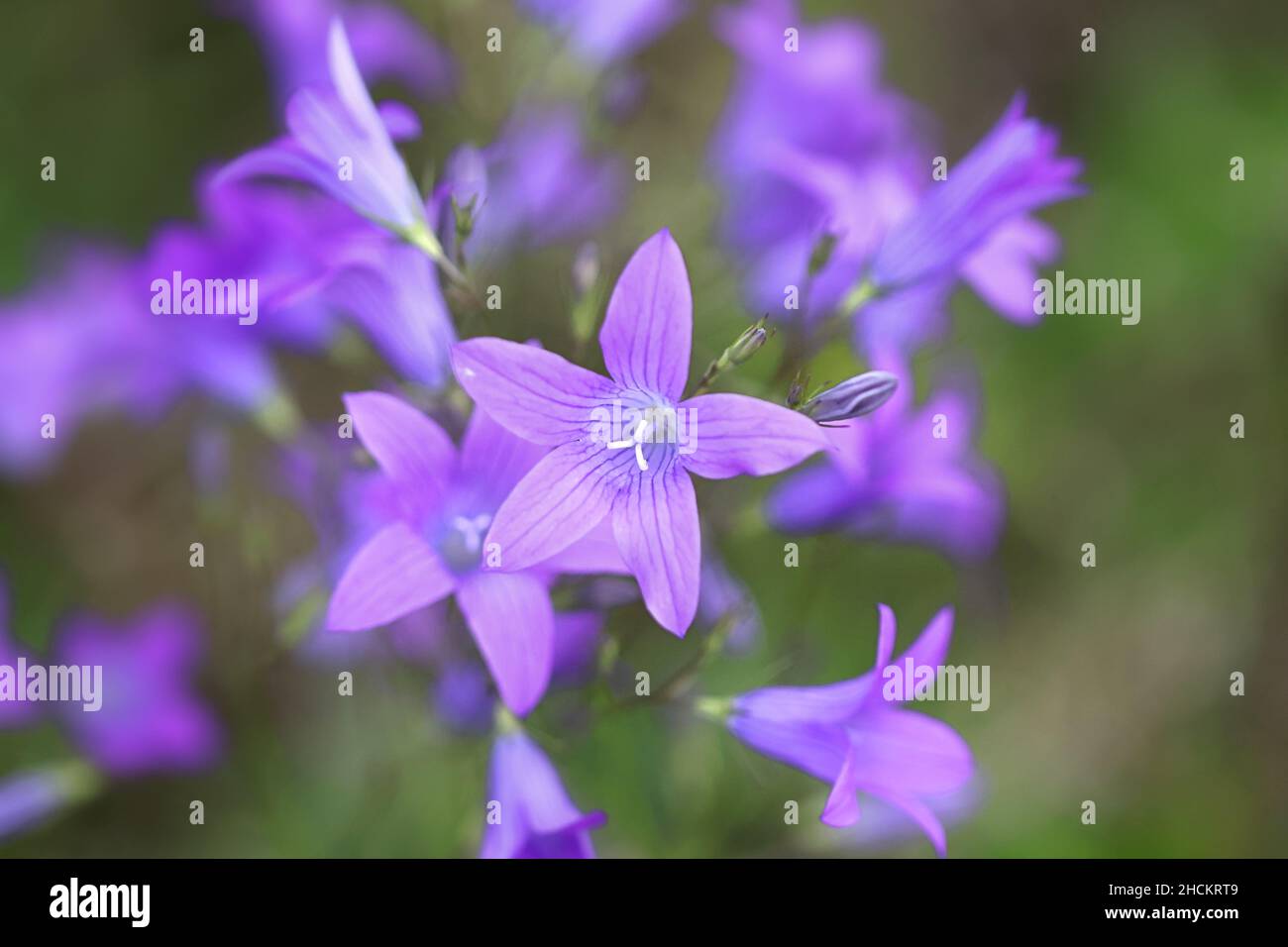 Campanula patula, known as Spreading Bellflower, wild flower from Finland Stock Photo