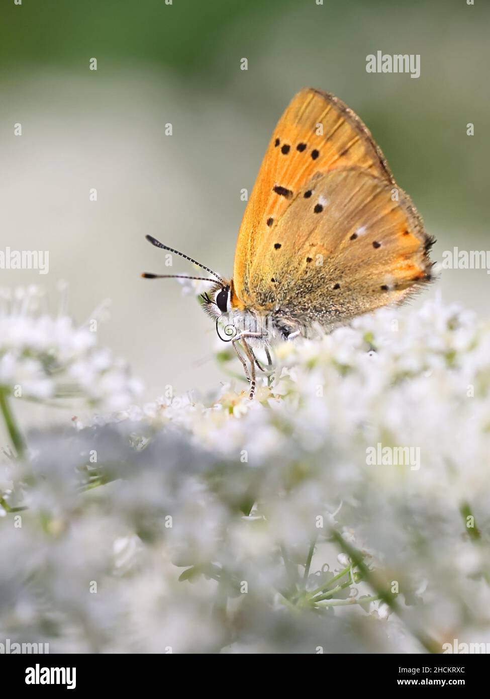Lycaena virgaureae, known as Scarce copper butterfly, feeding on Cow Parsley, Anthriscus sylvestris Stock Photo