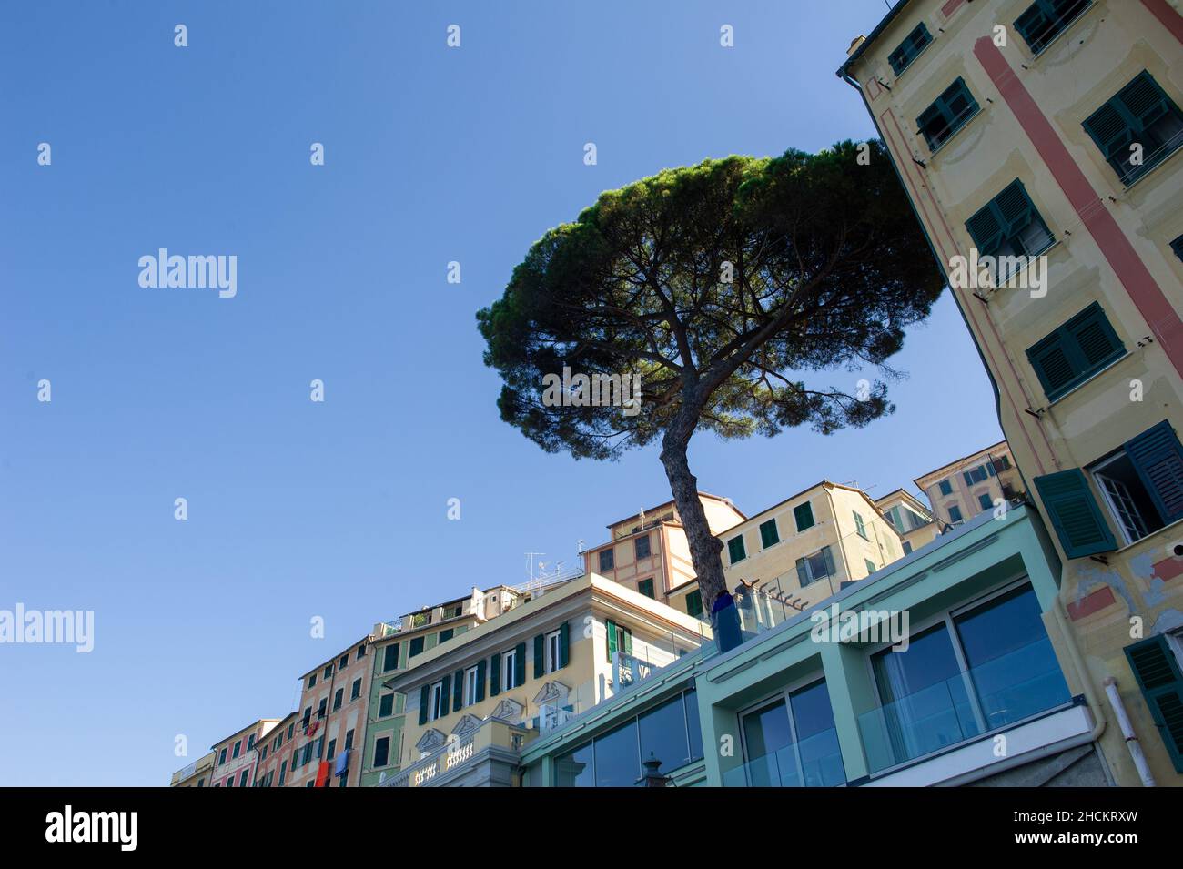 Europe, Italy, City of Camogli on the Mediterranean sea in Liguria.  Maritime Pine Stock Photo
