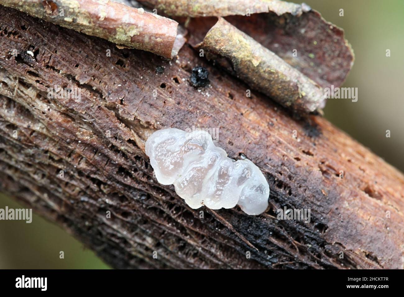 Myxarium nucleatum, also called Exidia nucleata, commonly known as crystal brain or granular jelly roll, wild fungus from Finland Stock Photo
