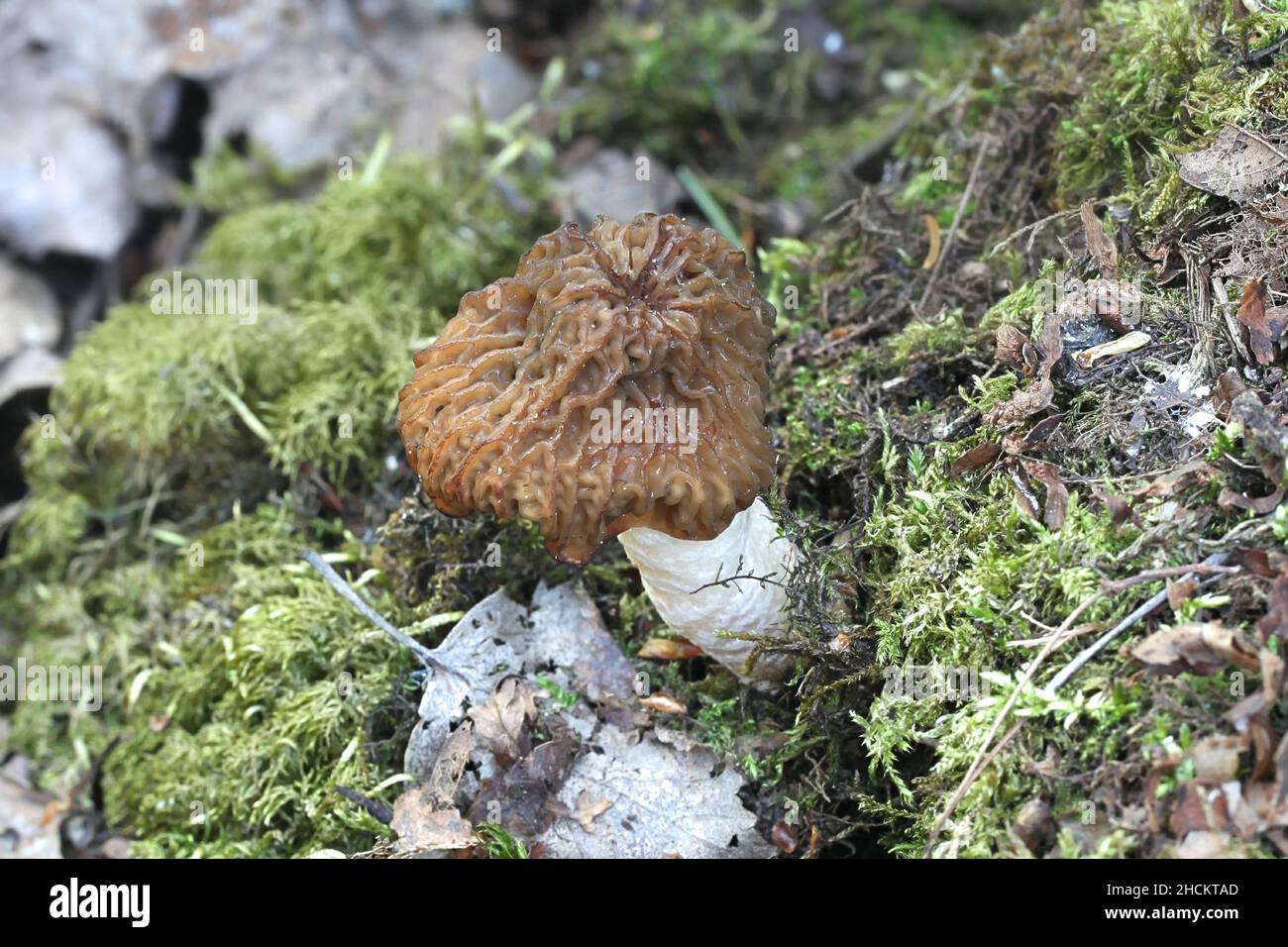 Verpa bohemica, known as the early morel, early false morel) or the