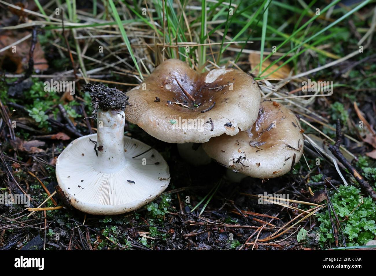 Russula consobrina, a brittlegill mushroom from Finland with no common English name Stock Photo