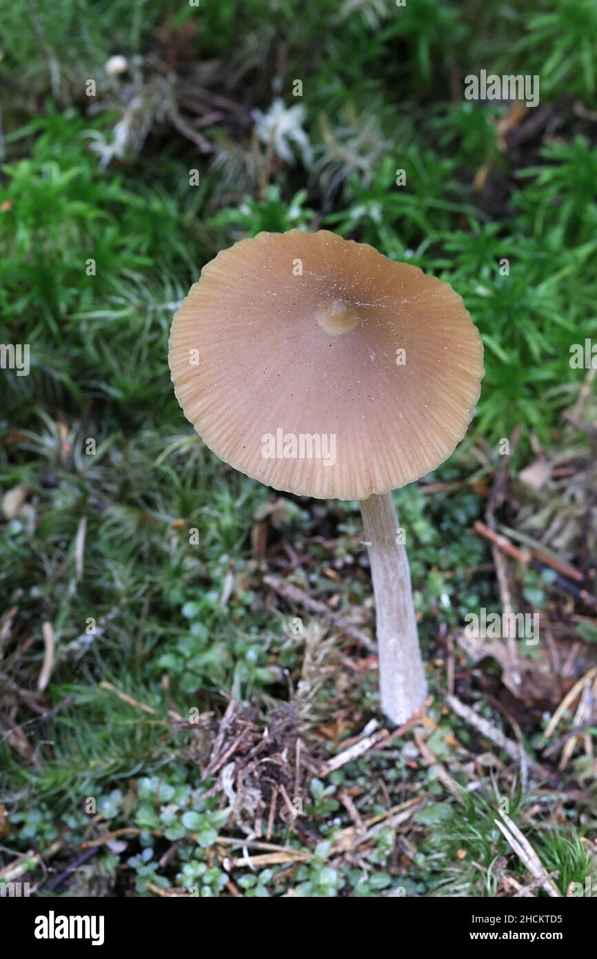 Entoloma pallescens, a summer pinkgill mushroom from Finland with no common English name Stock Photo