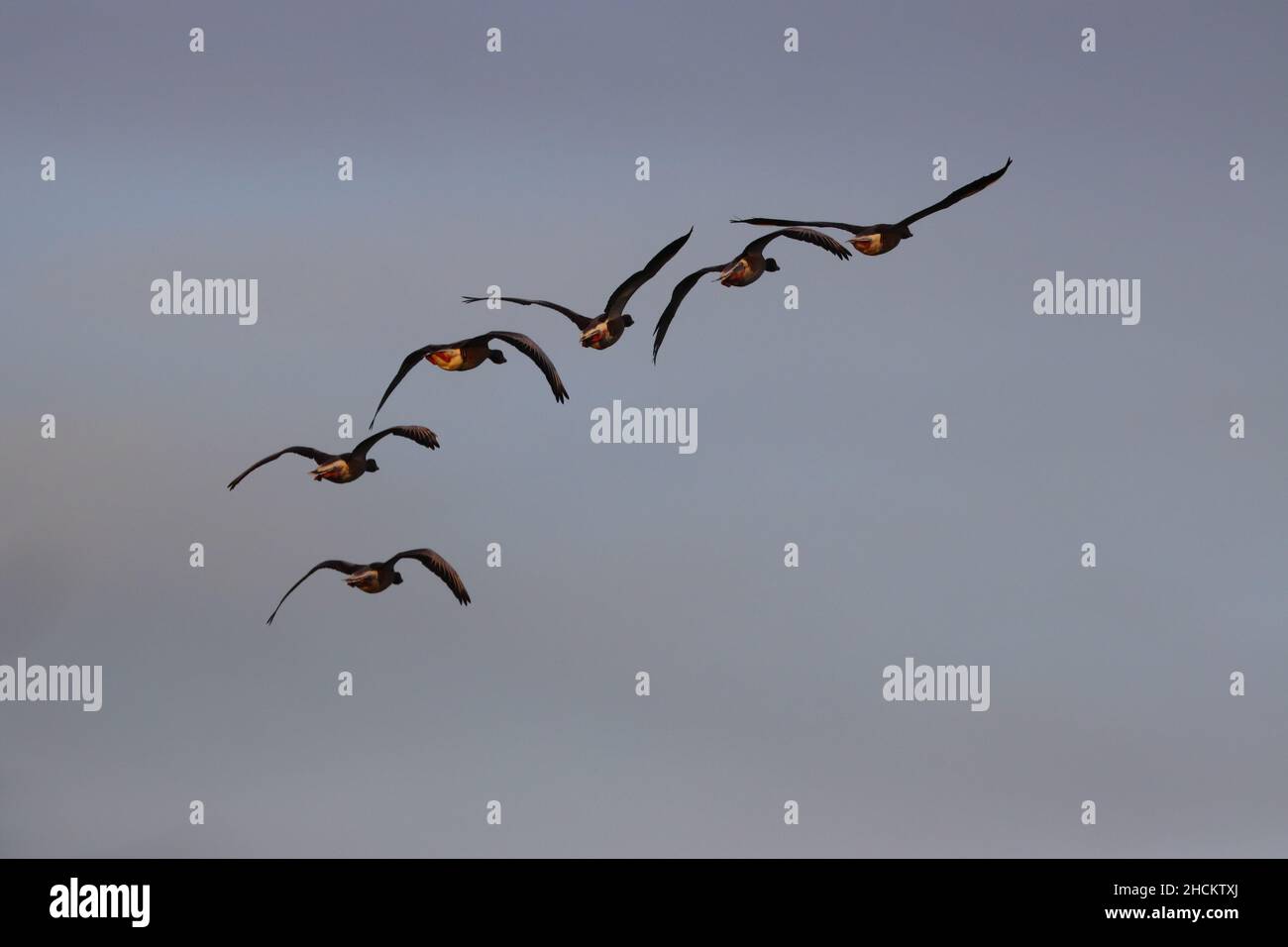 Canada Geese in Flight on a winter Day, County Durham, England, UK. Stock Photo