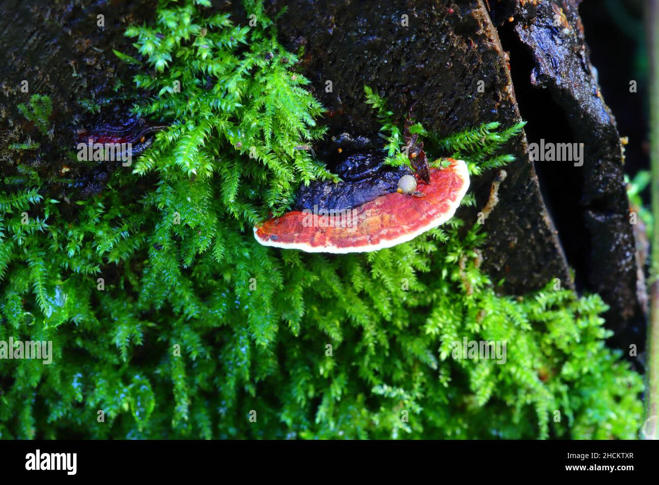 Close up image of Reishi or Lingzhi Fungi and Log Fern Growing out of Rotting Timber. Stock Photo