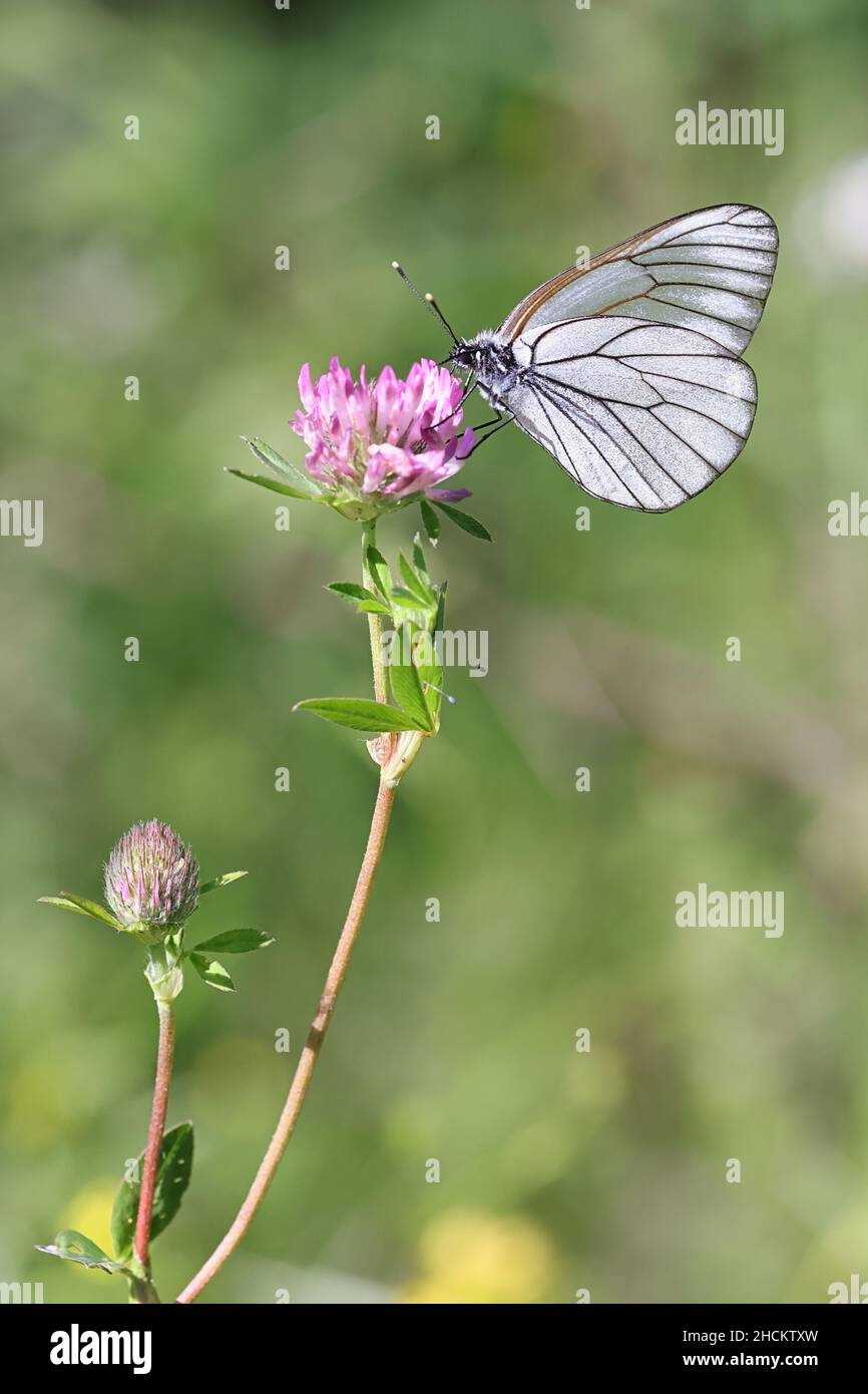 Black-veined White, Aporia crataegi, a beautiful butterfly from Finland feeding on field scabious, Knautia arvensis Stock Photo