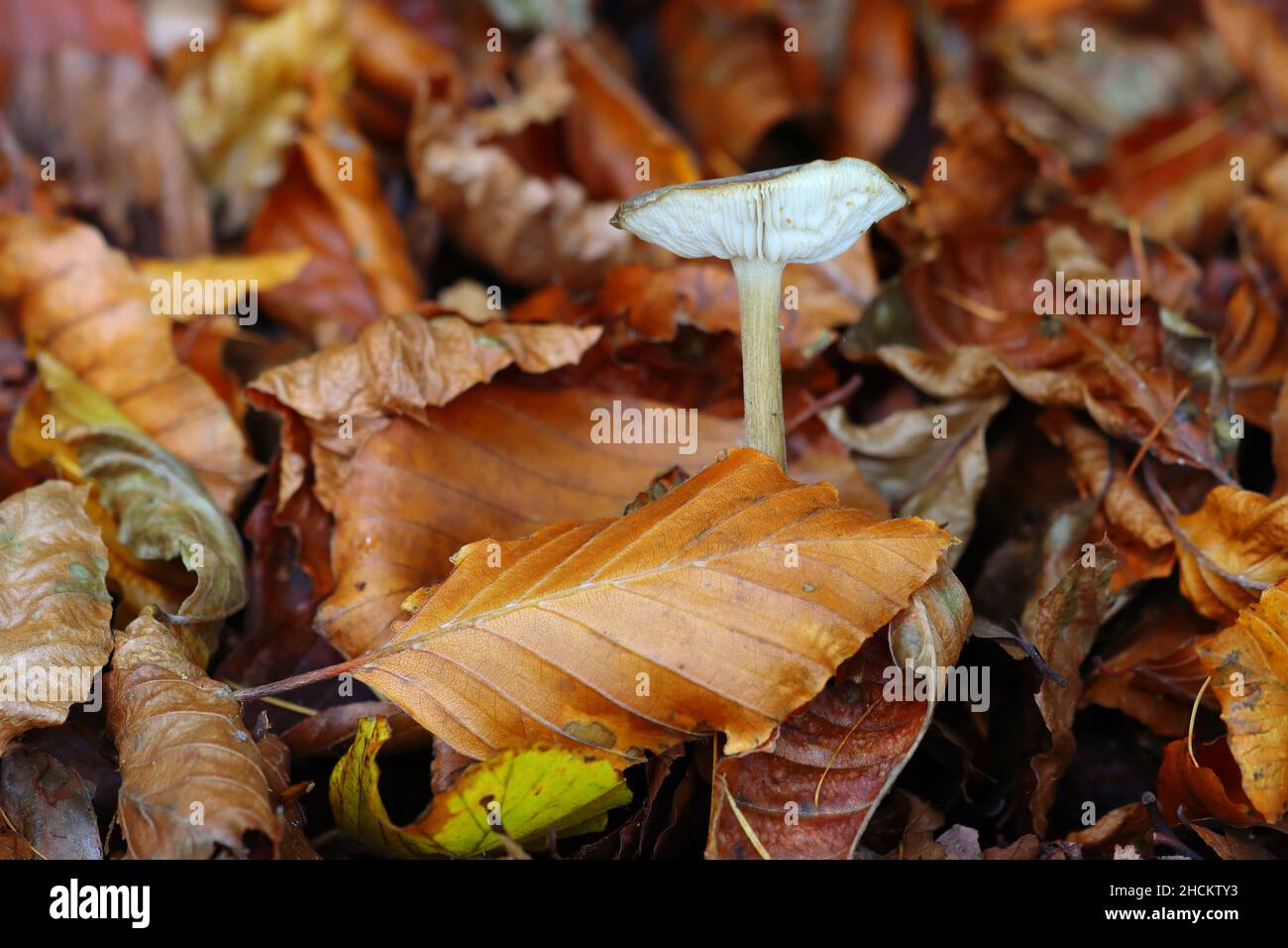 Fungi growing on a Forest Floor with dead leaves. Hamsterley Forest, County Durham. UK. Stock Photo