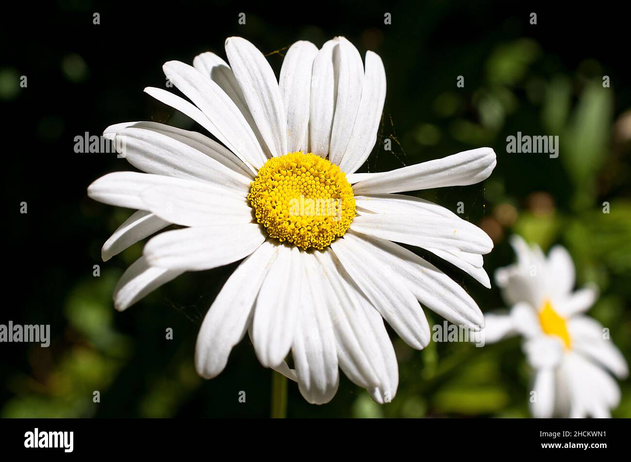 Closeup of Leucanthemum vulgare, the oxeye daisy, oxeye daisy, dog