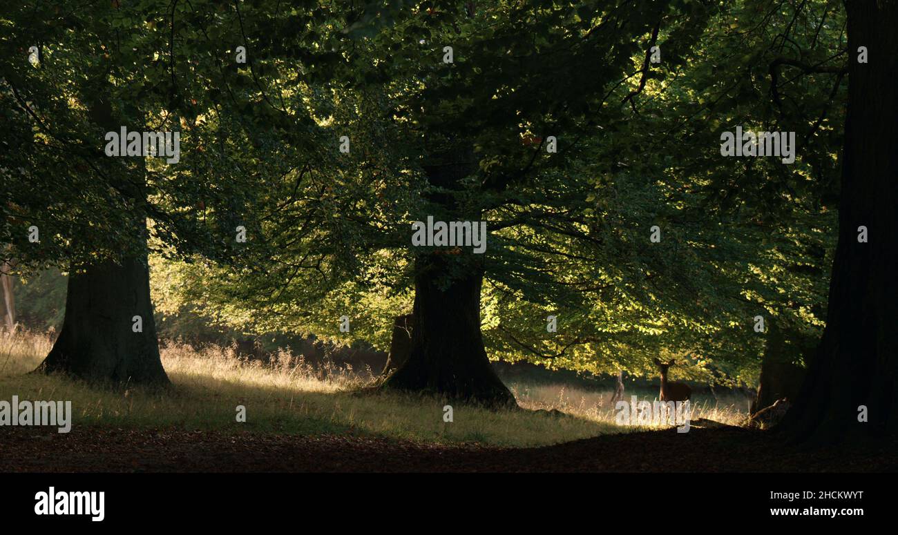 THE HIDDEN LIFE OF TREES (2020) -Original title: DAS GEHEIME LEBEN DER BAUME-, directed by JORG ADOLPH and JAN HAFT. Credit: CONSTANTIN FILM / Album Stock Photo