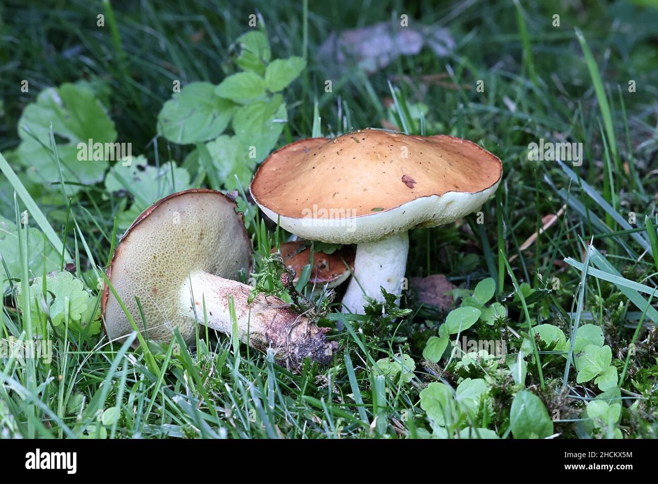 Suillus granulatus, known as the weeping bolete or the granulated bolete, wild edible mushroom from Finland Stock Photo