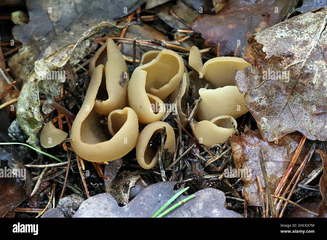 Otidea alutacea, a cup fungus from Finland, no common English name Stock Photo