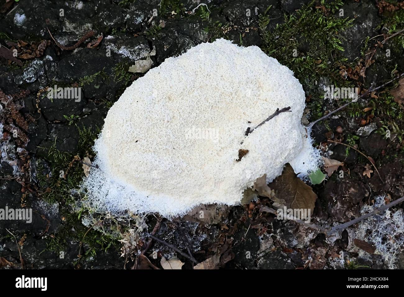 Fuligo septica var. candida, known as scrambled egg slime mold and dog vomit slime mold Stock Photo