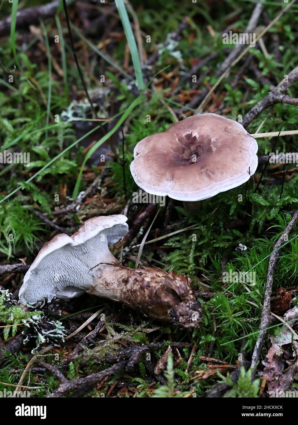 Bankera violascens, known as Spruce Tooth, wild fungus from Finland Stock Photo