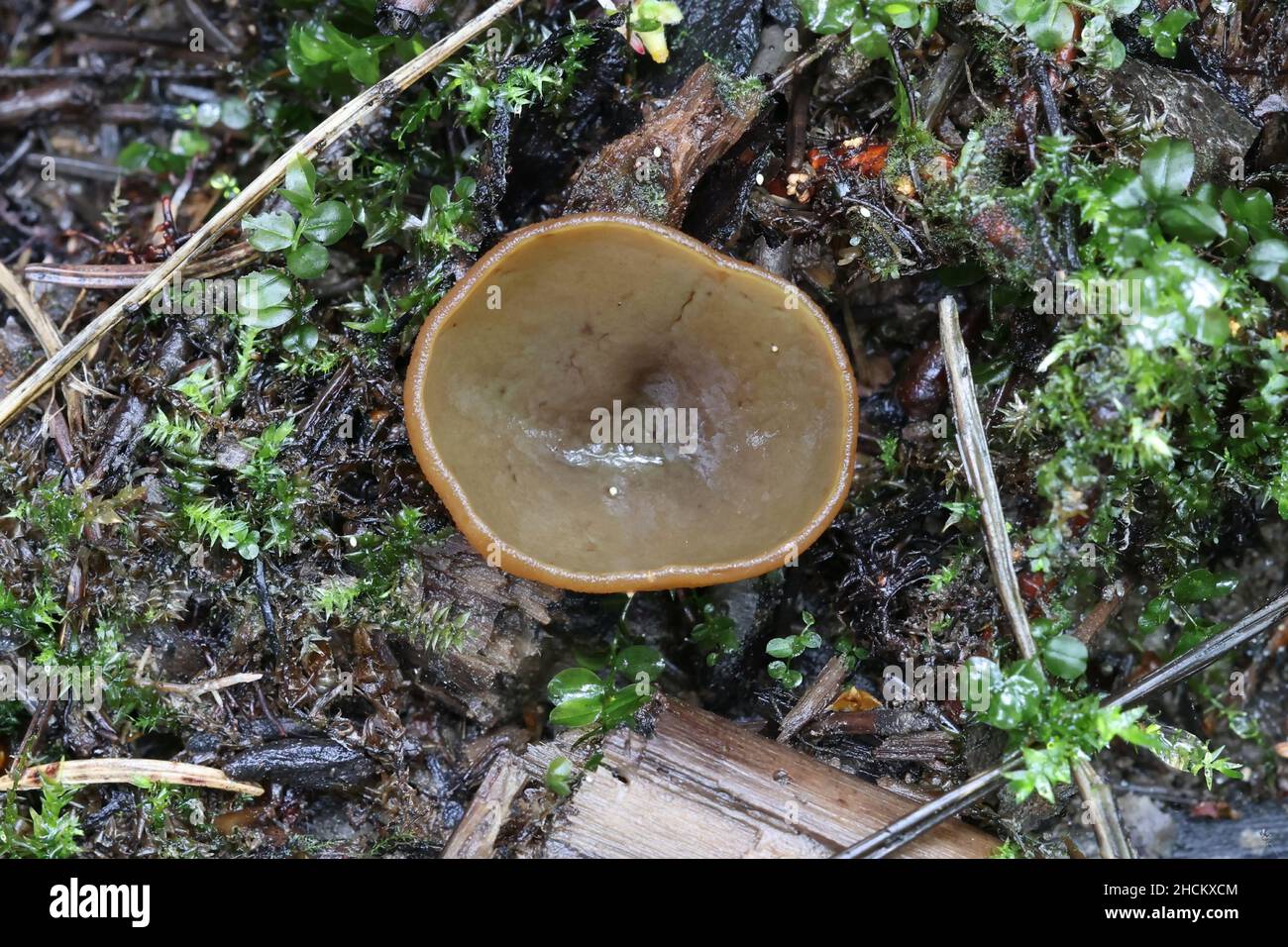 Peziza limnaea, a cup fungus from Finland, no common English name Stock Photo