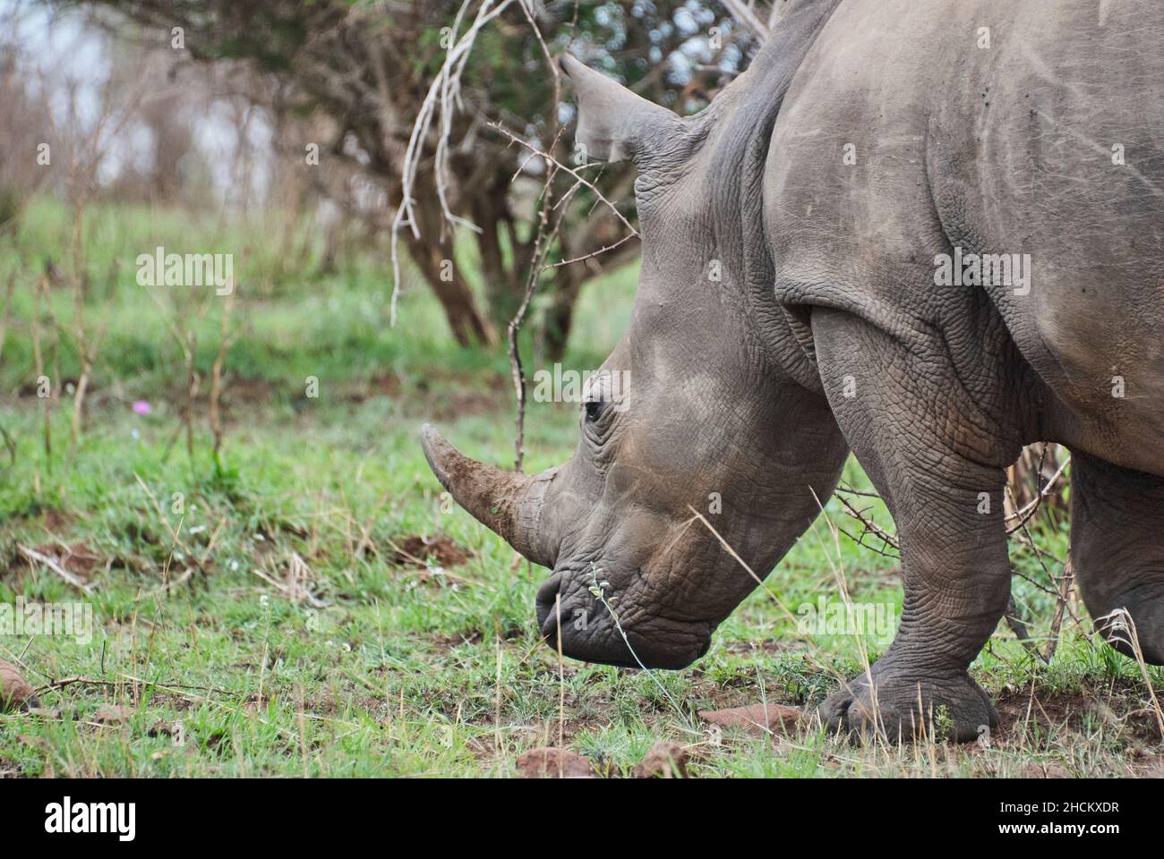 white rhinoceros or square lipped rhinoceros, Ceratotherium simum, grazing in the dense african bush Stock Photo