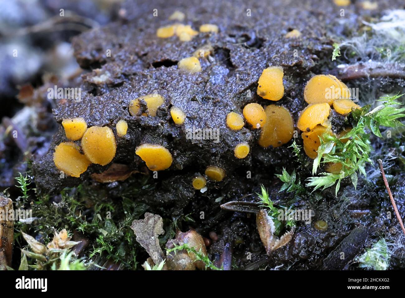 Ramsbottomia crechqueraultii, tiny fungus growing on wet soil in Finlad Stock Photo