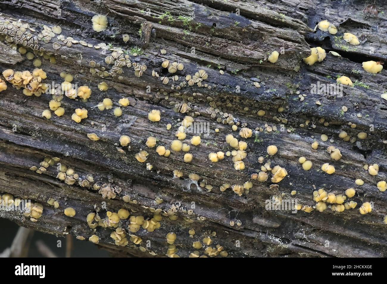 Mollisia ventosa, tiny cup fungus growing on a submerged log on a forest stream in Finland Stock Photo