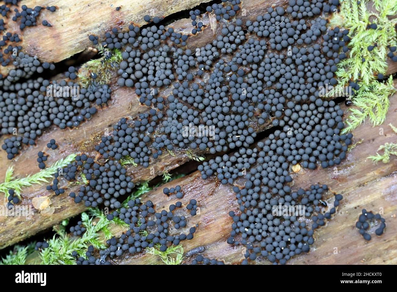 Cribraria argillacea, a slime mold from Finland, no common English name Stock Photo