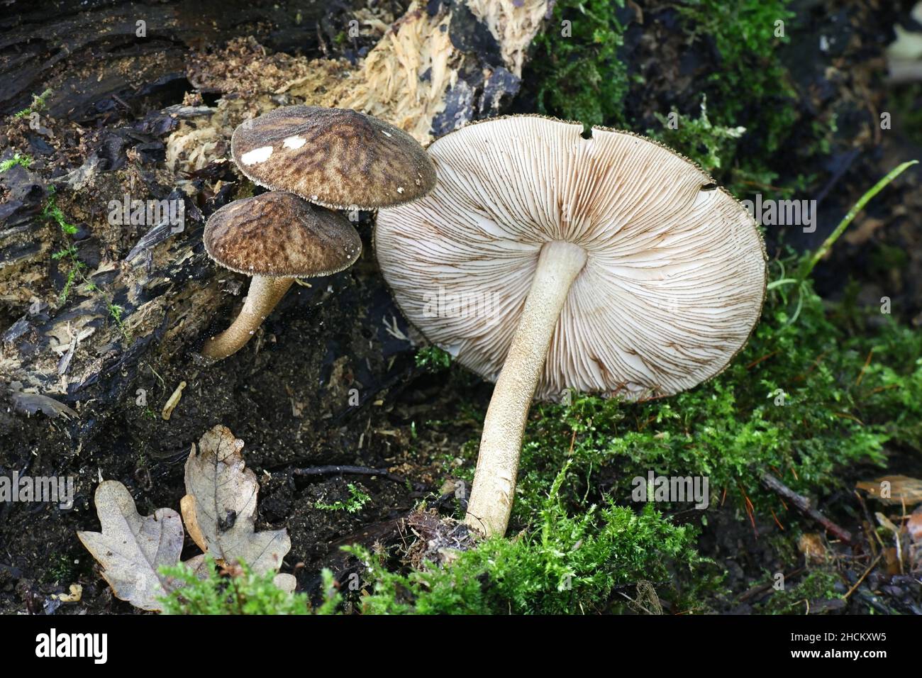Pluteus umbrosus, known as velvet shield, wild mushroom from Finland Stock Photo