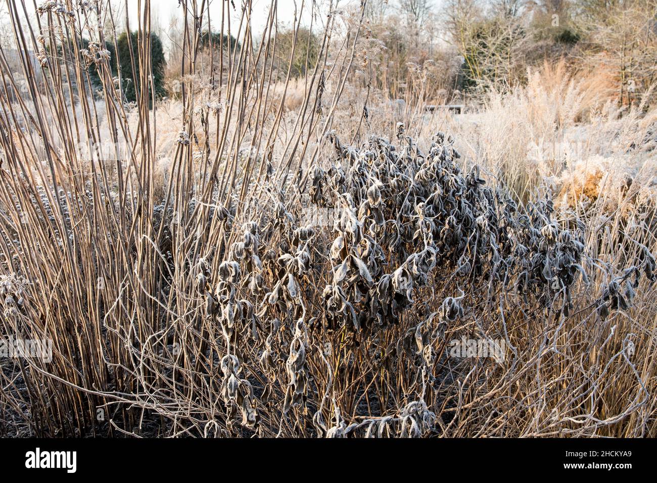 Perennials and ornamental grasses in winter with hoar frost Stock Photo