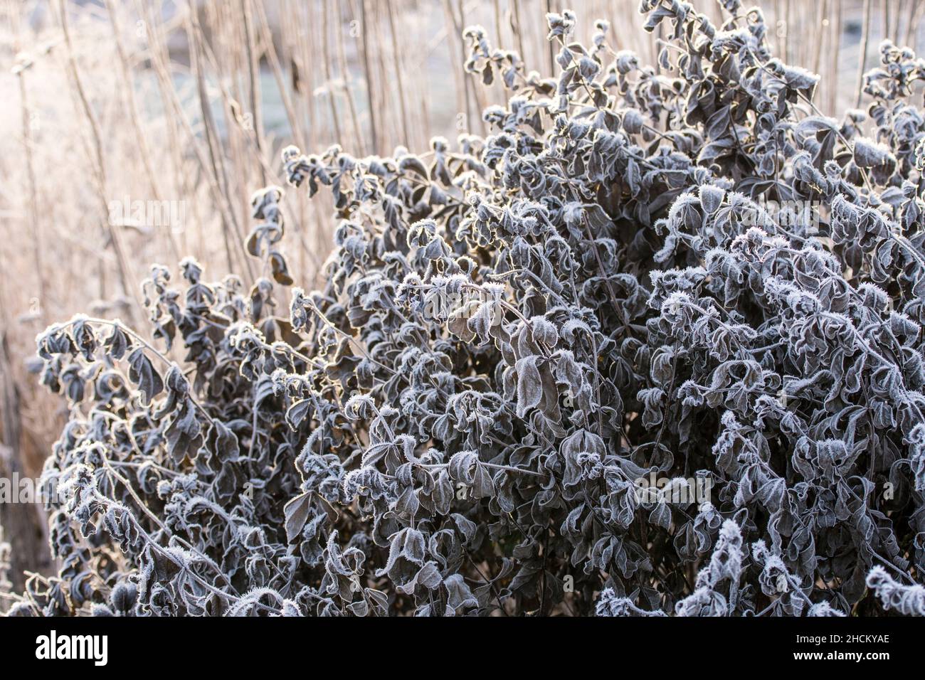The perennial plant Baptisia in winter with hoar frost Stock Photo