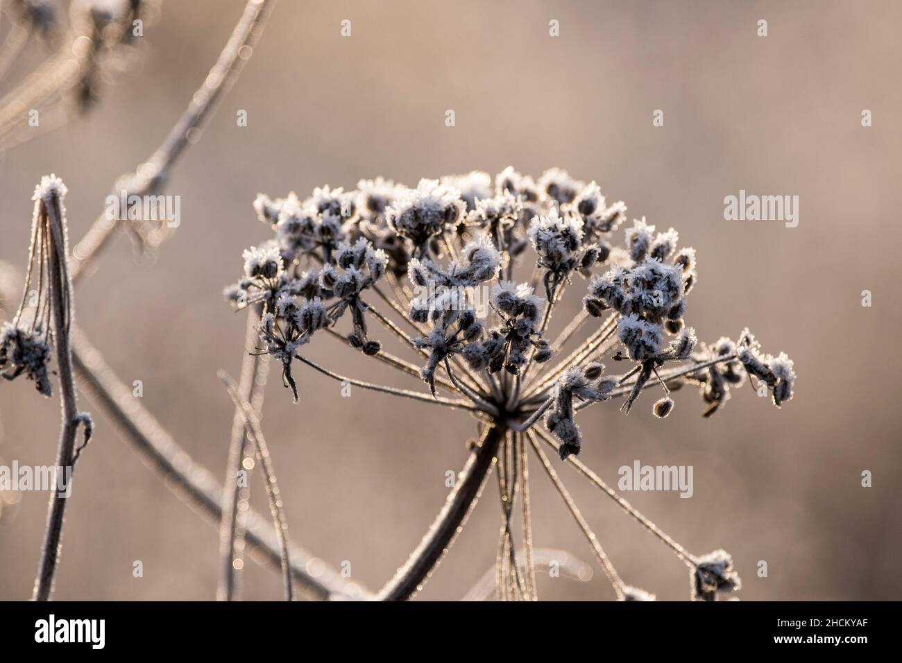 Umbel with seeds of Selinum in winter with hoar frost Stock Photo